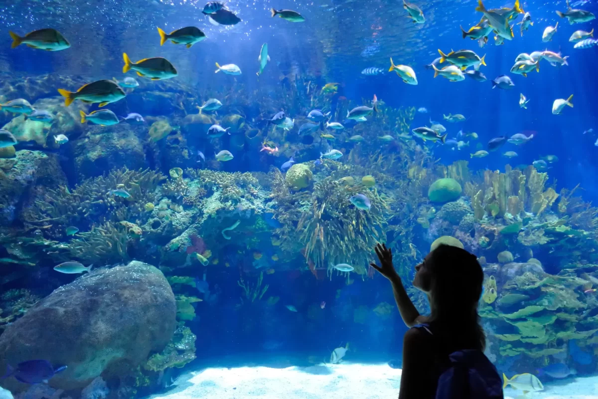 Persona che osserva un acquario pieno di pesci colorati e coralli.